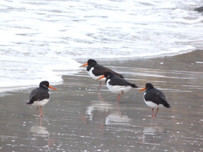 Oystercatchers on the shore at Stoth