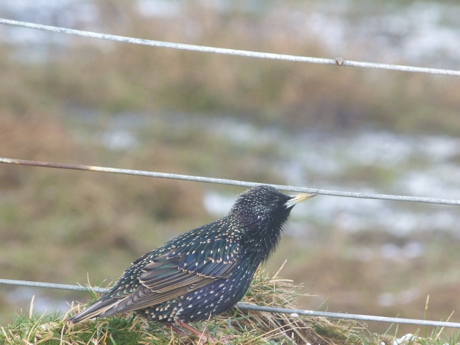 Starling, Port of Ness