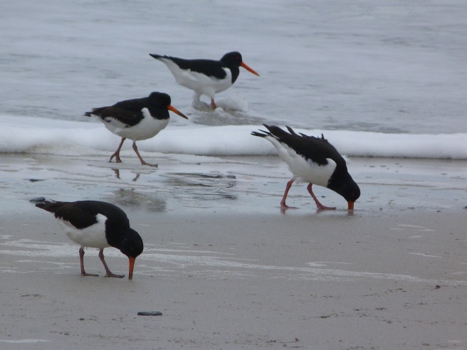 Oystercatchers on the shore, Stoth, Ness