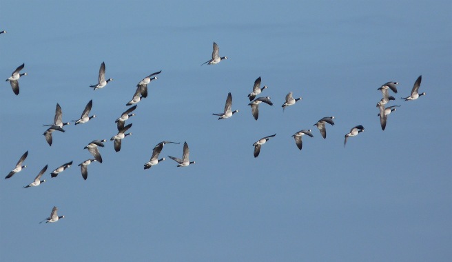 Barnacle Geese in Flight, Knockaird