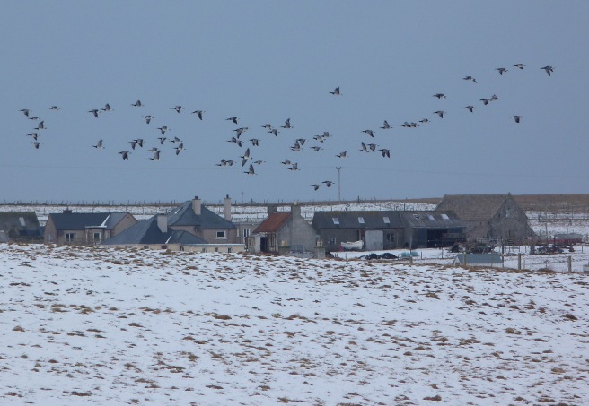 Flock of Barnacle Geese flying over the Ness Crofts