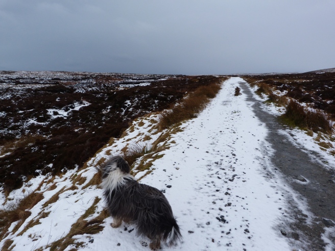 Out on the Moor